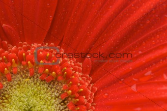 Macro Red Gerber Daisy with Water Drops