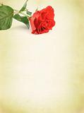 background with decorative rose