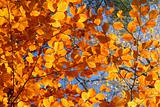 vivid fall trees 