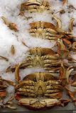 Seafood Market - Crab