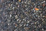 Autumn leaf on bed of pebbles