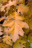 Fall leaves 2
