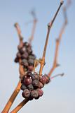 Red leftover grapes (shallow depth of field)