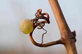 Single grape with tendril