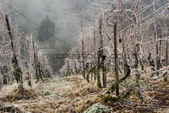 Vineyard in winter