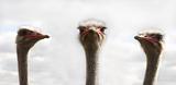 Three ostrichs