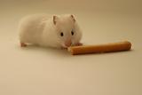 hamster smelling half a breadstick