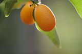 two kumquat fruits on a tree