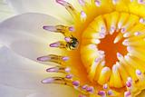 bee on white water lily