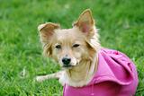 dog with pink shirt lying on the grass