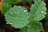 Strawberry leaf with raindrops