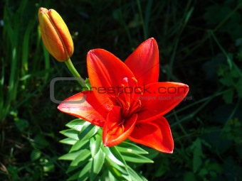 Lily red in a garden