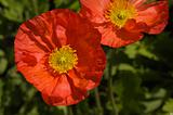 Red Iceland Poppies
