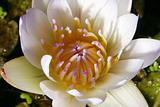 close white water lily