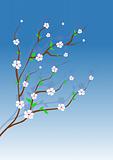 Almond tree white flowers