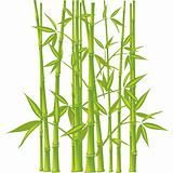 Bamboo,  vector (mesh)