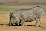 Male warthog