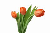 Three isolated tulips