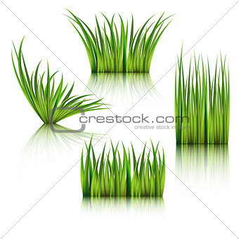 Fragments of the green grass isolated on white.