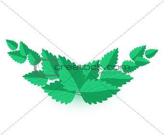 Vector Mint Leaves