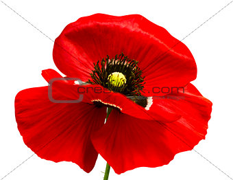 poppy. red poppy isolated on white background.red poppy. beautif