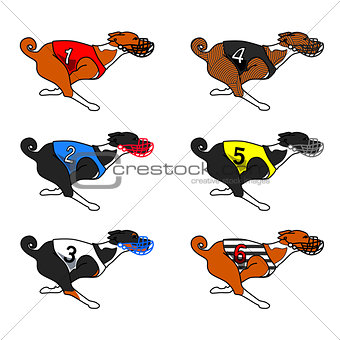 All color basenji dog running in dog racing dress