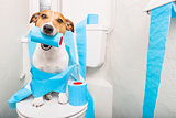 dog on toilet seat 