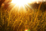  grass background with sun
