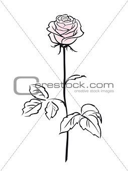 Pink rose flower isolated on the white background