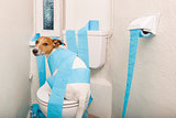 dog on toilet seat and paper rolls