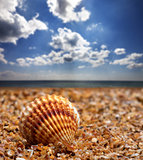 Seashell on sand 