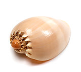 Shell of Cymbiola on white