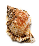Shell of Bursa bubo (frog snail)
