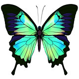 Butterfly vector illustration