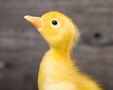 Portrait of newborn gosling