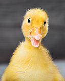 Portrait of newborn gosling