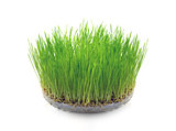 Sprouted wheat grain in the form of grass
