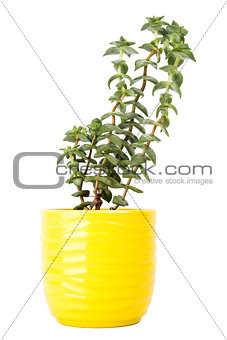 Small fresh green succulent in a little yellow pot