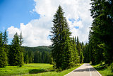 Free Road among Beautiful Forest in the National Park Durmitor, Montenegro