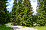 Free Road among Beautiful Forest in the National Park Durmitor, 