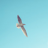 Seabird in Flight