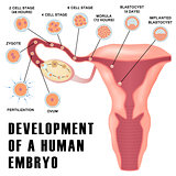 Early human embryo development.