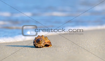 Sea shell rapan