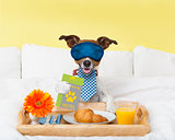 hotel room service wtih dog