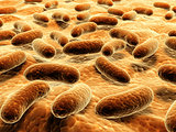 Pathogen bacteria on the surface