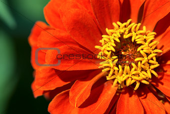 Orange and Yellow Zinnia Flower