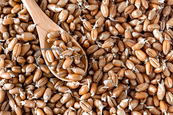 germinated wheat in a spoon