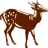 Philippine Spotted Deer Woodcut