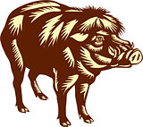 Philippine Warty Pig Woodcut