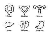 Vector human internal organs icons. Liver, kidneys, uterus, bladder, stomach and colon